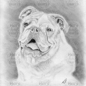 English Bulldog