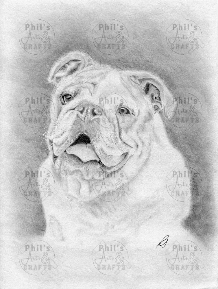 English Bulldog | Print From Original Pencil Drawing