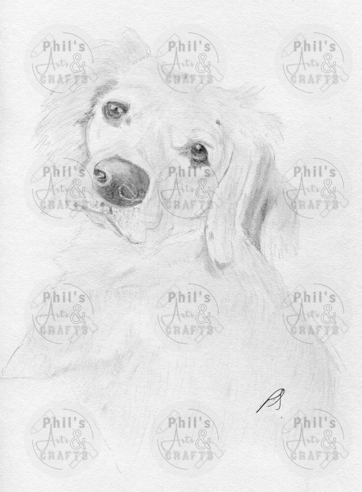 Golden Retriever Cross | Print from Original Pencil Drawing