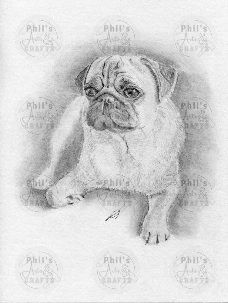 Pug Dog | Print from Original Pencil Drawing