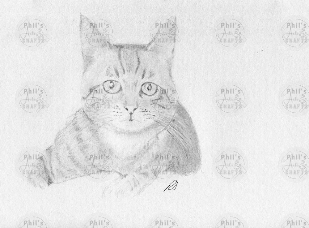 Tabby Cat | Print From Original Pencil Drawing