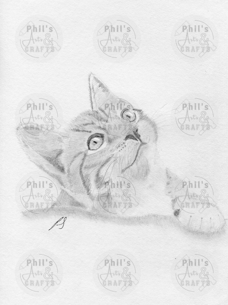 Tabby Cat | Print From Original Pencil Drawing