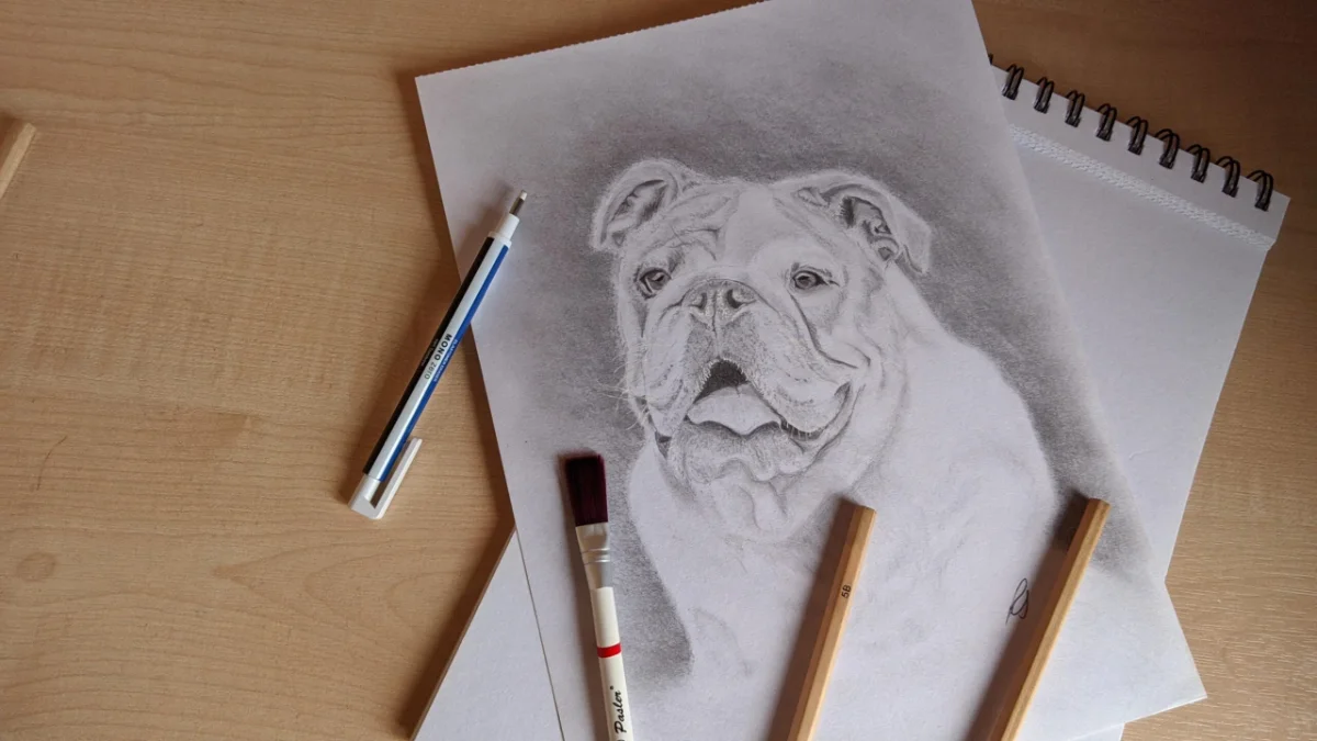 drawing of bulldog on paper with pencils brush and eraser